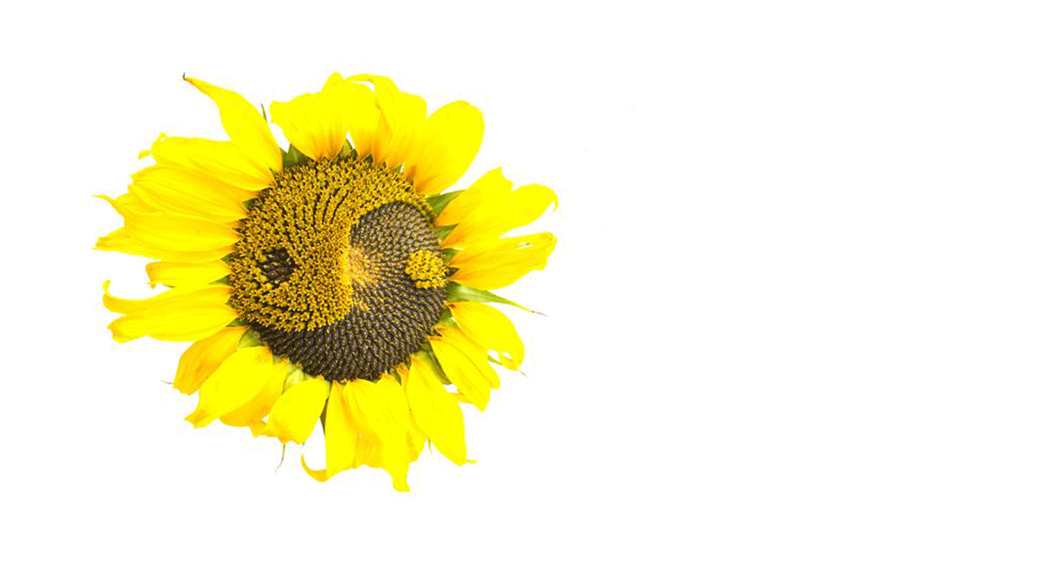 Talking About Needles — SUNFLOWER CENTRE for acupuncture & holistic healing